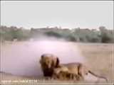 جنگ و نبرد شیرها با کفتارها در حیات وحش / مستند حیوانات وحشی