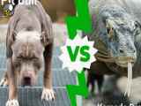 فیلم | سگ پیت بول در مقابل اژدهای کومودو / حمله حیوانات وحشی