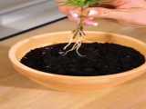 نحوه پرورش گیاه موز از دانه | درخت موز را از بذر در خانه پرورش دهید