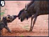 نبر حیوانات وحشی - حمله کفتارها و سگ های وحشی به شیرها