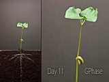 جوانه زدن بذر گیاه لیچی - نحوه رشد گیاه لیچی از بذر - رشد درخت لیچی از دانه ها