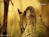 ۵۱ شکار دیدنی در حیات وحش