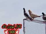 عشق به کبوتر