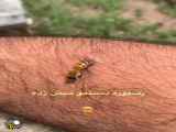 چرا زنبور عسل بعد از نیش زدن میمیرد؟