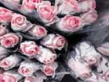 تقدیم به cp-
