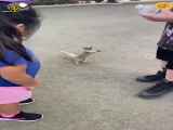 ویدئو) سیراب کردن یک سنجاب با آب معدنی پربازدید شد
