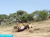 حیات وحش - شکار قدرتمند گور خر توسط شیر - شکار گور خر