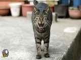 فیلم | دعوای قلدرترین گربه ترکیه با یک گربه ولگرد
