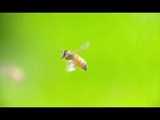 هفت گل حامی روز جهانی زنبور عسل - عسل طبیعی - عسل مدنی - عسل ارگانیک