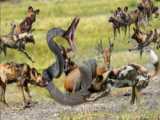 حیات وحش - شکار غافلگیر کننده ی ایمپالا توسط پلنگ - فرار شکار