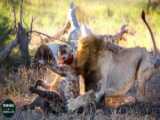 جنگ حیات وحش | بابون موفق به فرار از شکار شیر نشد | نبرد حیوانات حیات وحش
