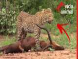 حیات وحش - لحظه شکار از حیوانات وحشی - شکار شیر