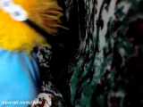 سارام،،خواهر شوکاعم^^..cp؟