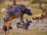 مستند حیات وحش ، حمله سگهای دینکو به کانگورو ، نبرد حیوانات