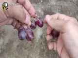 طرز کاشت انگور از دانه انگورهش که ب طور معجزه آسایی رشد میکنند