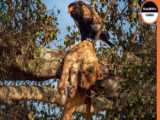 حیات وحش آفریقا - حمله کفتارها به توله شیر - مستند جنگ حیوانات