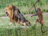 طبیعت زیبای الاسکا