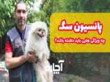 میکس سیاه گوش ایرانی