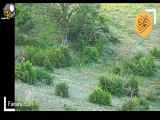 شکار یک مرال توسط یک پلنگ در پارک ملی گلستان ایران
