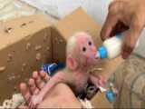 کلیپ حیوانات - میمون کوچولوی بازیگوش - میمون بی بی و گربه اودی