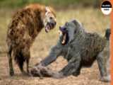 جنگ حیوانات وحشی - بوفالو در مقابل شیر وحشی - شکار حیوانات وحشی