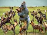 مستند حیوانات : شکار بوفالو ها توسط کوریکودیل و شیرها