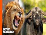 جنگ وحشیانه شیر و مار پیتون | بابون در مقابل شیر | نبرد حیوانات وحشی