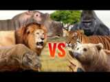 مبارزه حیوانات وحشی - نبرد خرس و گرگ های وحشی - حیات وحش ۲۰۲۳