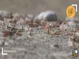 حمله ملخ های ویرانگرب ایران