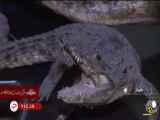 پیدا شدن یک خانه با حیوانات خشک شده