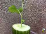آموزش کاشت خیار به روشی عجیب