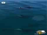 نهنگ اورکا معروف به نهنگ قاتل