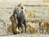مستند حیات وحش | بچه فیل از حمله شیرها جان سالم به در می برد | حمله شیر