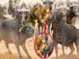 نبرد شیر عصبانی با بوفالو - جنگ حیات وحش - راز بقا حیوانات
