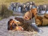 مستند جنگ حیوانات - مبارزه کروکودیل با فیل و حمله به ایمپالا - حیات وحش