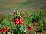زیبایی میزدج
