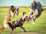 نبرد حیوانات - درگیری شدید پلنگ مادر با کفتار  - حیات وحش