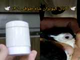 نتیجه استفاده از نمک برای چشم درد کبوترها