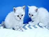 بچه گربه اسکاتیش فولد سیلور گلد  ( مجموعه Kittens.ir )