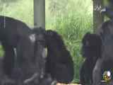 ببینید یک شامپانزه پس از ۲۸ سال وقتی آسمان را می‌بیند چطور خوشحالی می‌کند (فیلم)