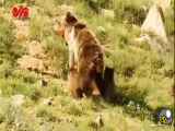یک قلاده خرس با توله‌هایش در البرز مرکزی (فیلم)