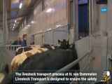 فرآیند تولید گوشت گاو. ماشین آلات و فن آوری های مدرن به کار رفته در گاو شیری