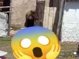 حمله خرس به انسان در منطقه مسکونی