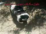 سگ‌قهد‌رجانی