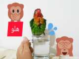 ساخت حمام طوطی برزیلی