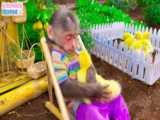 میمون کوچولو - بچه میمون بازیگوش برای برداشت میوه می رود