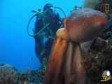 اختاپوس 101 Octopuses 101 - Nat Geo Wild