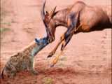 مستند حیات وحش _ شکار گوزن توسط تمساح _ حیات وحش آفریقا
