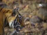 مستند حیوانات وحشی - حمله ببر برای شکار بابون - فراری دادن ایمپالا توسط بابون