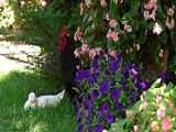 غذای ترکیه 6
